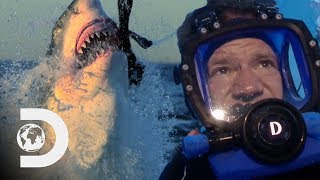 Man Swims With Great White Sharks In Open Waters | Swimming With Monsters Resimi