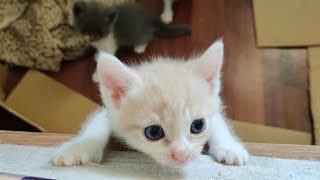 5 weeks old kittens fighting then climbing!!! will he fall???