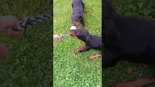 Terierat Roland & Octapod 2017