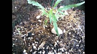 UK outdoor grow #31