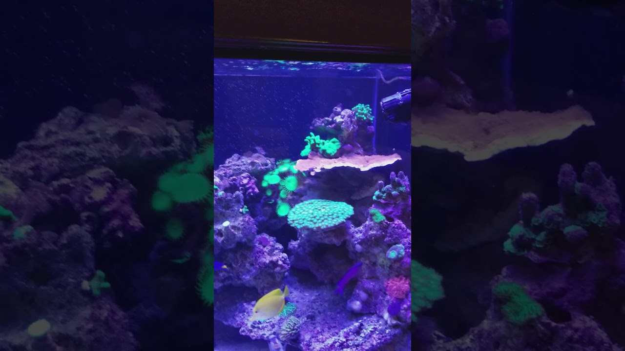 My reef tank aquarium filtration system YouTube