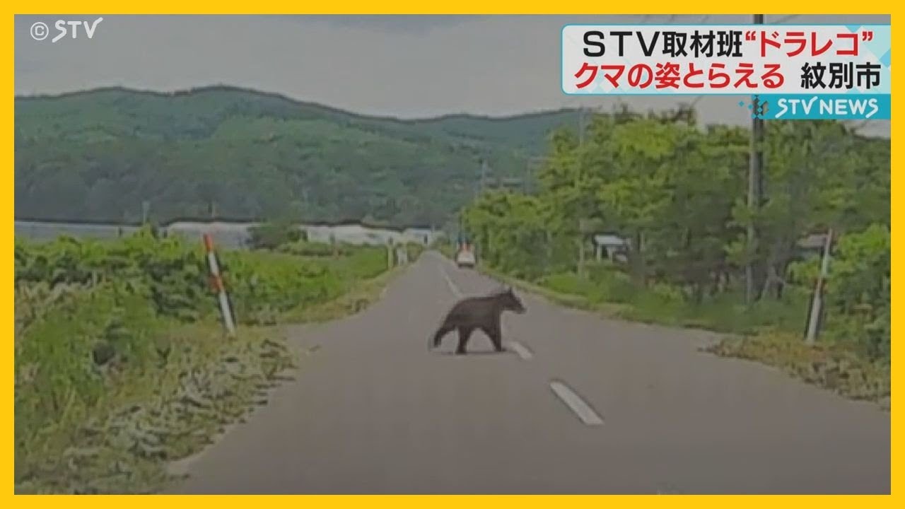 STV取材班のドライブレコーダーにクマ きょうも北海道紋別市で目撃