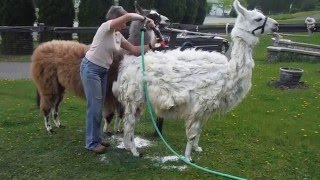 Shearing 2016 - Prepping the llamas fibre for spinning (Thanks Tracy!)