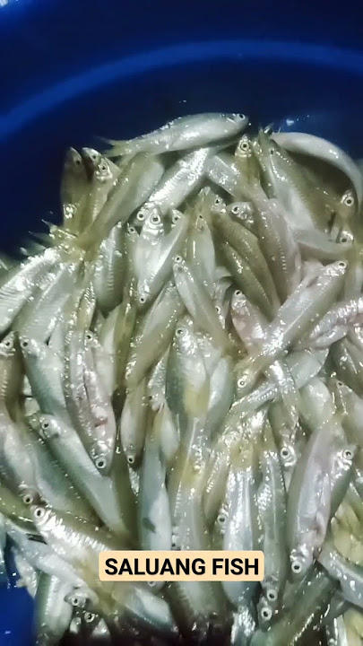 SALUANG / SELUANG FISH