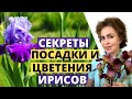 ИРИСЫ посадка и уход. Ирисы бородатые сорта.