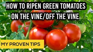 Tips on how to ripe tomatoes the vine quickly so you can enjoy real
taste of ripened tomatoes. but don't be disappointed if have green
tomato...