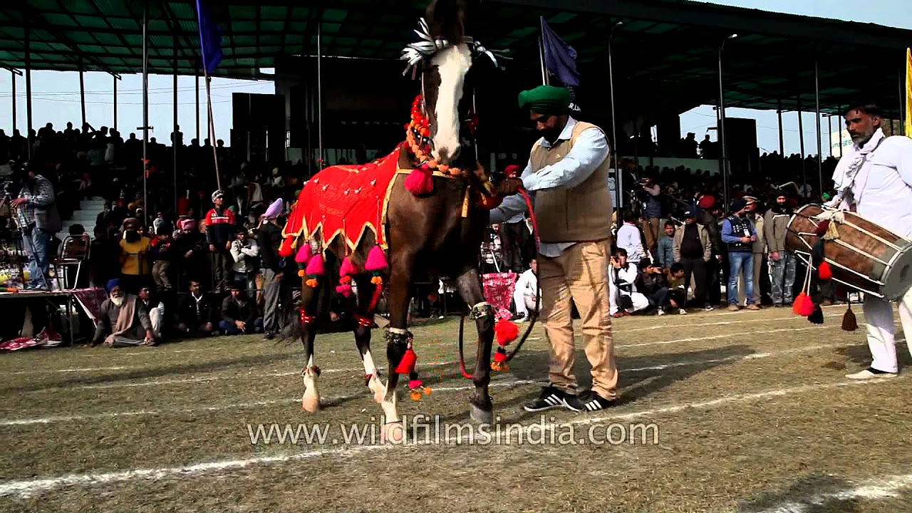 Amazing horse dance displayed at Kila Raipur sports festival