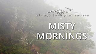 Always take your camera misty mornings