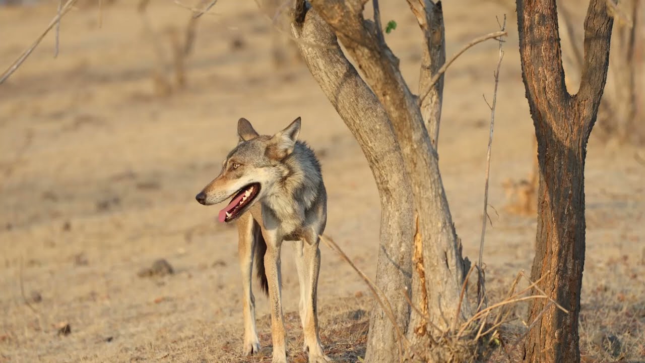 Indian Grey Wolf #streetdogs | Ghost of the Deccan Grassland.