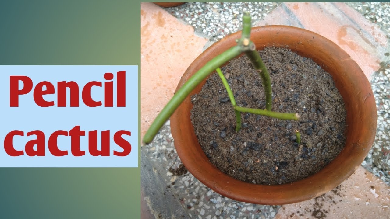 Pencil cactus. Hardy plant 