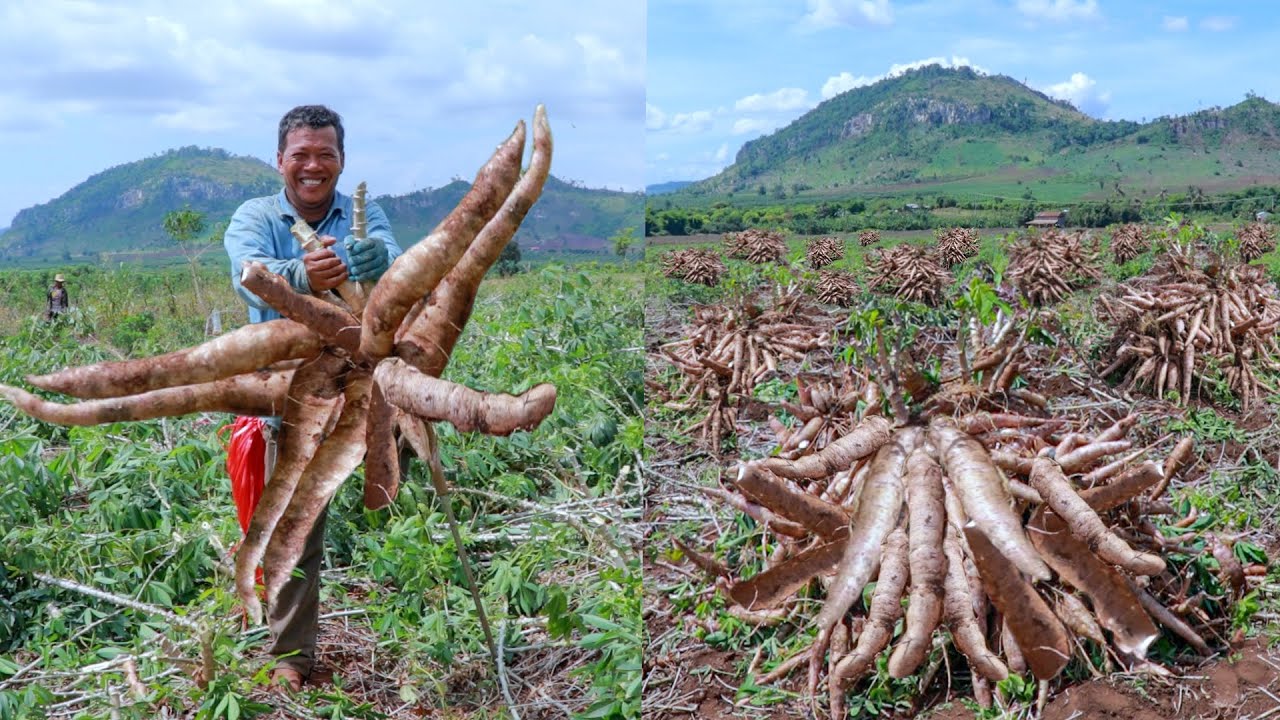How to Grow Cassava to Fast Harvesting and Most Yield   Easy and Effective   Agriculture Technology