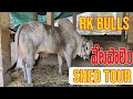 R k bulls  vetapalem    2742024 revised shed tour   bulls of andhra