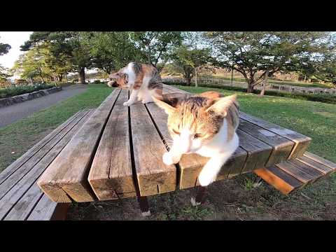 猫が寛ぐ公園のベンチが楽園過ぎる