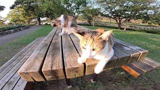 猫が寛ぐ公園のベンチが楽園過ぎる