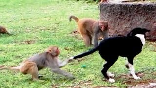 Dog Fighting With Monkeys | Funny Dog