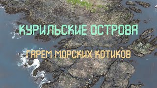 Курильские острова. Гарем морских котиков. Охотское море. Nature of Russia.