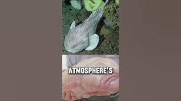 😔The sad story of BLOBFISH🐟 #blobfish #misunderstood
