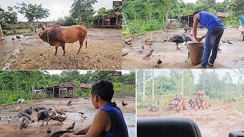 dhas pob kws pub qaib pub os