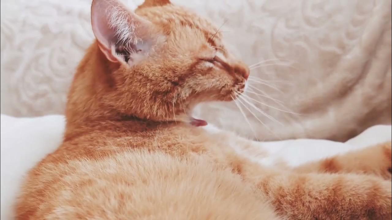 Are cats afraid of loud noises?cat pets cute kitten afraidofloudnoisesfelinefriends 