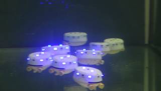 CoCoRo AUV swarm aggregation