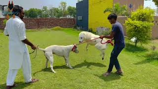 Punjab ~ Alabai Dog Breed ~ First Time In Indian YouTube  | Riyaasat E Pannu | Scoobers