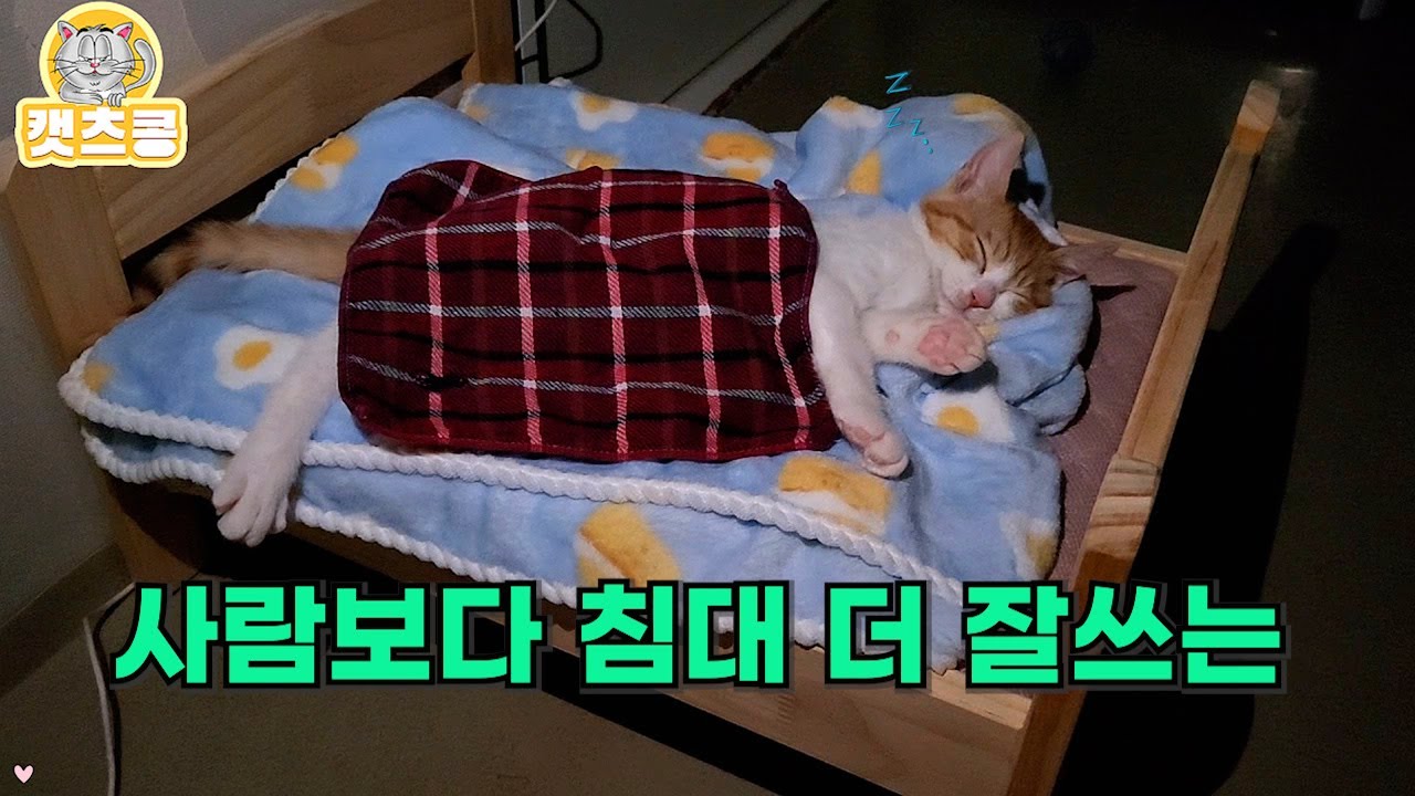 다 죽어 가는 새끼고양이 살려줬더니, 점점 본색 들어내는 꽁치