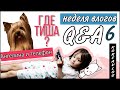 Где Тиша? Ответы на вопросы/ Неделя влогов 6/찌샤는 어디에?Q&AㅣWhere is Tisha? Q&A ㅣWEEKLY VLOG 6