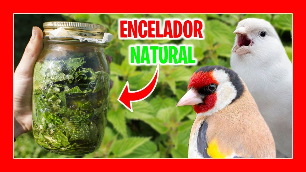 ✅ Крапива для птиц