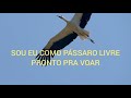 Pássaro Livre (Mara Lima)Playback)