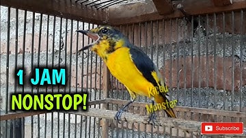 MASTERAN BURUNG MANTENAN GACOR 1 JAM NONSTOP!!