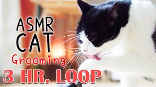 ASMR Cat Grooming  #57 (3 HOUR LOOP)