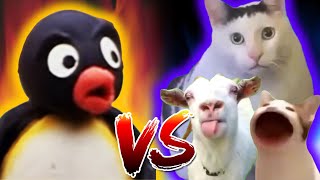 Pingu vs Cat Memes