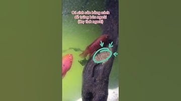 Cá kim cương đỏ có màu siêu đỏ - Nuôi cá dưỡng tâm