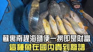 Download Lagu In Suriname, even a casual beachcombing trip yields abundant catches; this type of fish is ridicu... MP3