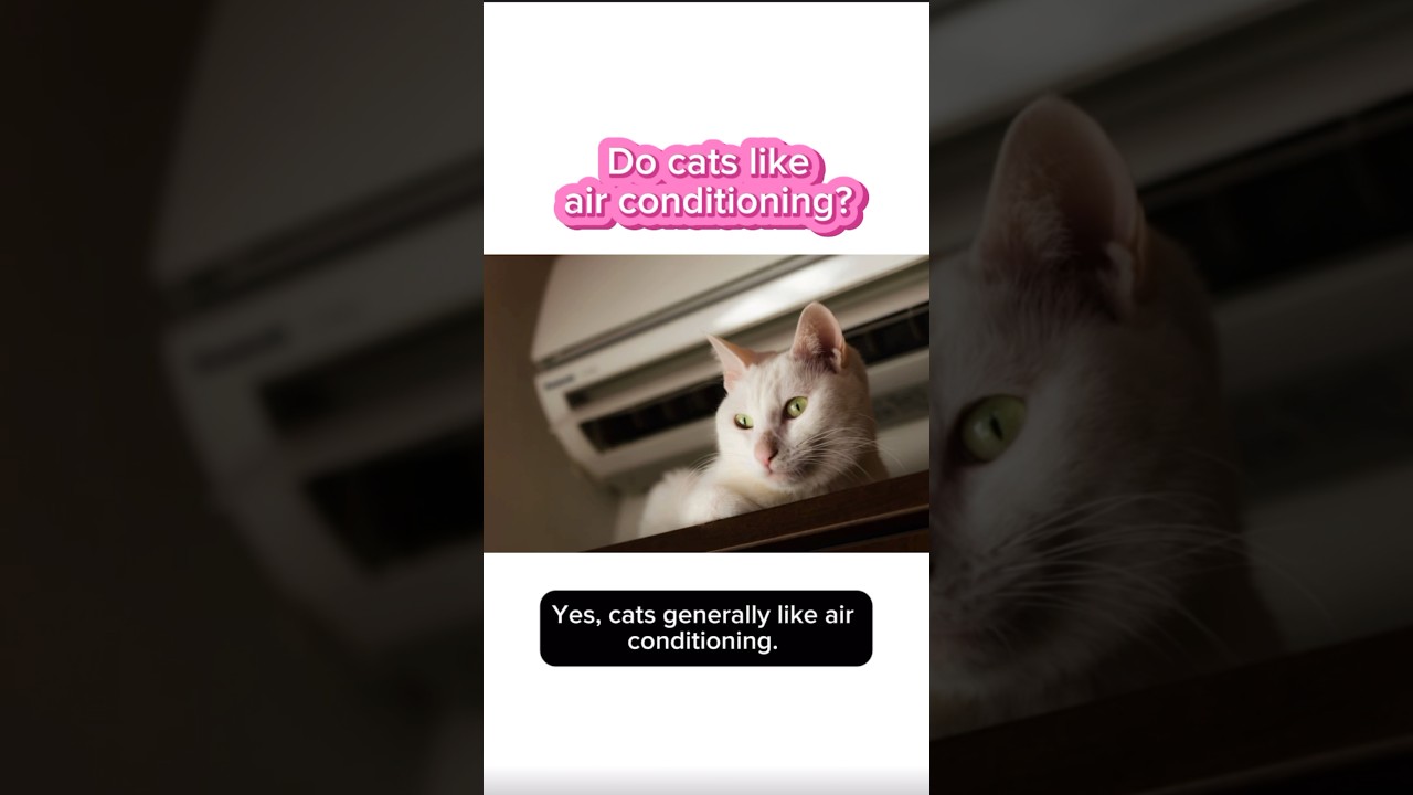 Do Cats Like Air Conditioner? Surprising Facts You Must Know