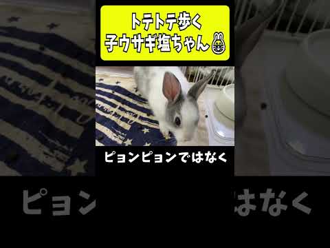 【悶絶】トテトテ歩くだけで癒やされる子うさぎ塩ちゃん🐰 #shorts