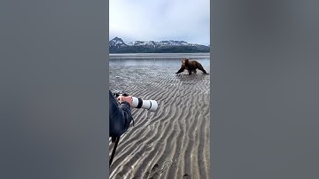 A Group of Photographers Get Charged by a Massive Grizzly… #nature #bear #photography
