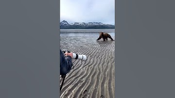 A Group of Photographers Get Charged by a Massive Grizzly… #nature #bear #photography