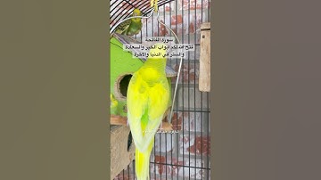 #سورة_الفاتحة #قرآن #المصحف #العراق #مصر #السعودية #اكسبلور #طيور #البادجي #quran #birds #alfatihah