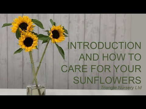 Introduction to and How to Care for Sunflowers - Wholesale Flowers Direct