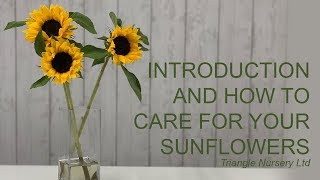 Introduction to and How to Care for Sunflowers - Wholesale Flowers and Academy ( Triangle Nursery)