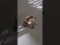 Little Legs, Big Blizzard