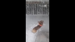 Little Legs, Big Blizzard