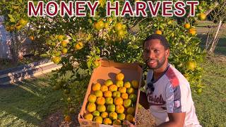 Harvesting Money Food In My Garden | Jamaican Living In Australia 🇦🇺 