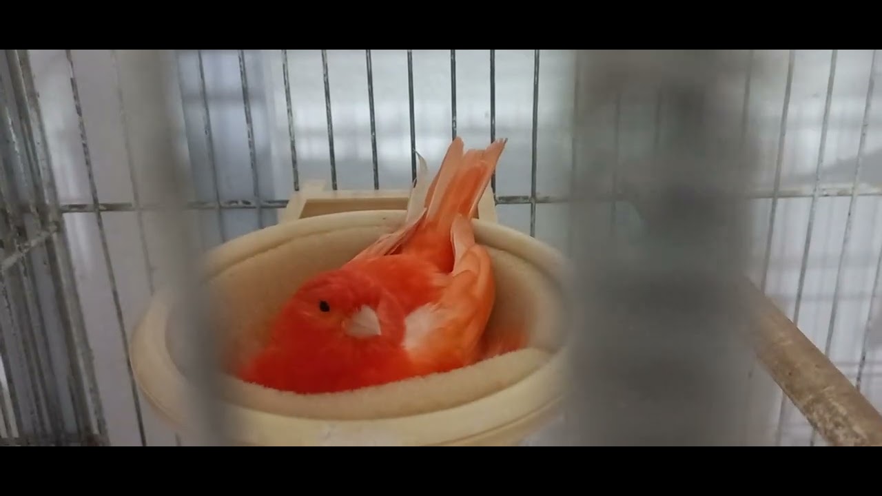 Como ficou o canaril Planeta dos Canários depois da reforma 