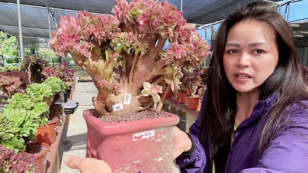 Aeonium crest are selling at Mimi’s nursery 714-489-1876