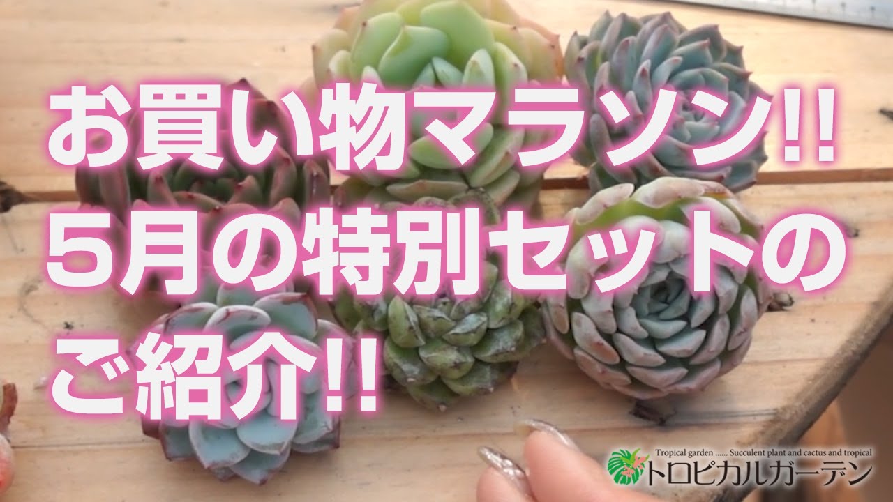 2024.05.25【Succulents】Shopping marathon!! Introducing the