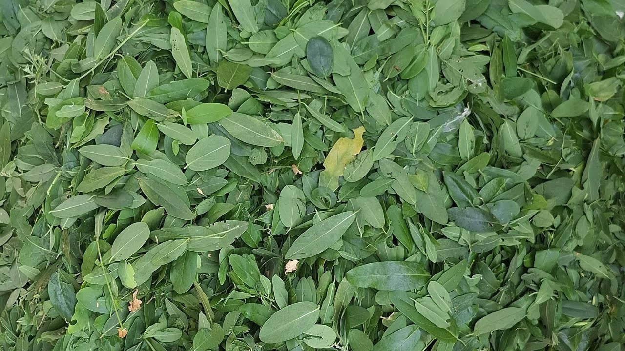 விழுதி, விழிதி, (விழுவி )இதுதாங்க, பக்க வாதம், முடக்கு வாதம் சரி செய்யும் மூலிகை