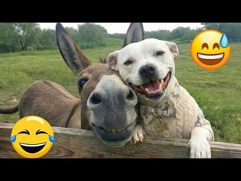 You’ll Laugh Nonstop Watching These Silly Dogs 😂 Ultimate Dog Fails #1