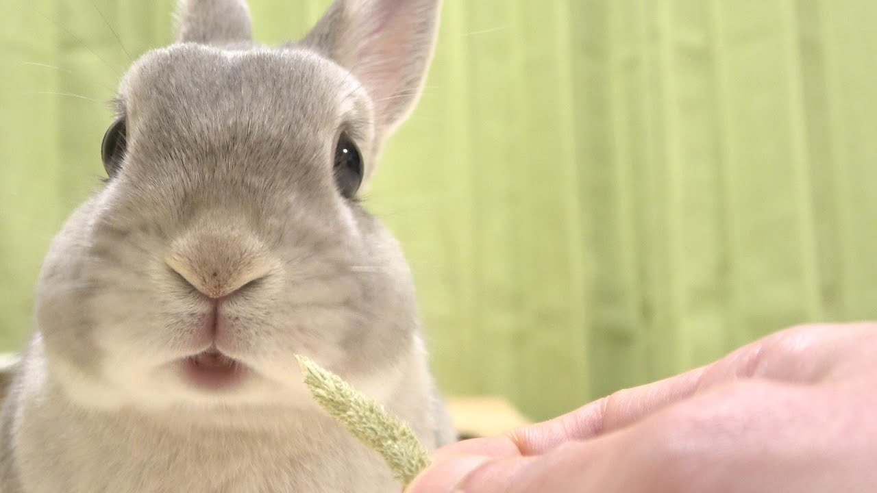 うさぎさんに直接ごはんを食べさせてあげている気分になれる動画 Youtube
